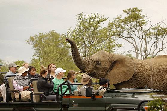 Enjoy offline travel insurance coverage for international adventures and safaris with tailored plans.