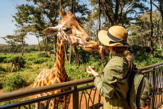 Up-close giraffe and a visitor feeding it at a wildlife reserve with lush greenery and tall trees.