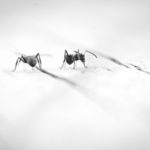 Malaria Prevention: Black and white photo of two mosquitoes