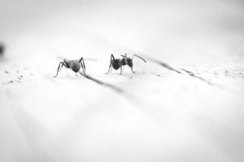 Malaria Prevention: Black and white photo of two mosquitoes 