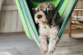 Advice for those Traveling with Pets - International Insurance