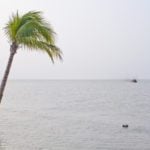 Palm tree on flooded beach - a natural disaster abroad
