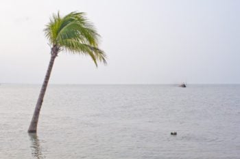Palm tree on flooded beach - a natural disaster abroad