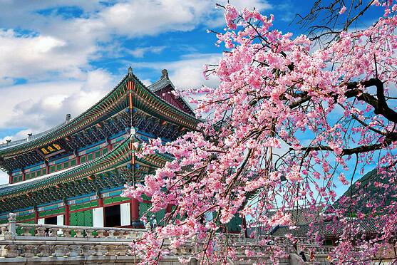 An image of a traditional Korean temple surrounded by blooming pink cherry blossoms under a bright blue sky.