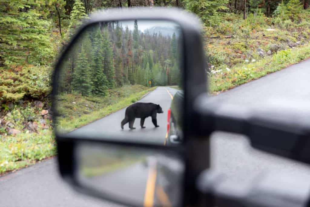 a black bear crossing the road in Jasper National Park, Canada, where visitors are advised to buy travel insurance for Canada