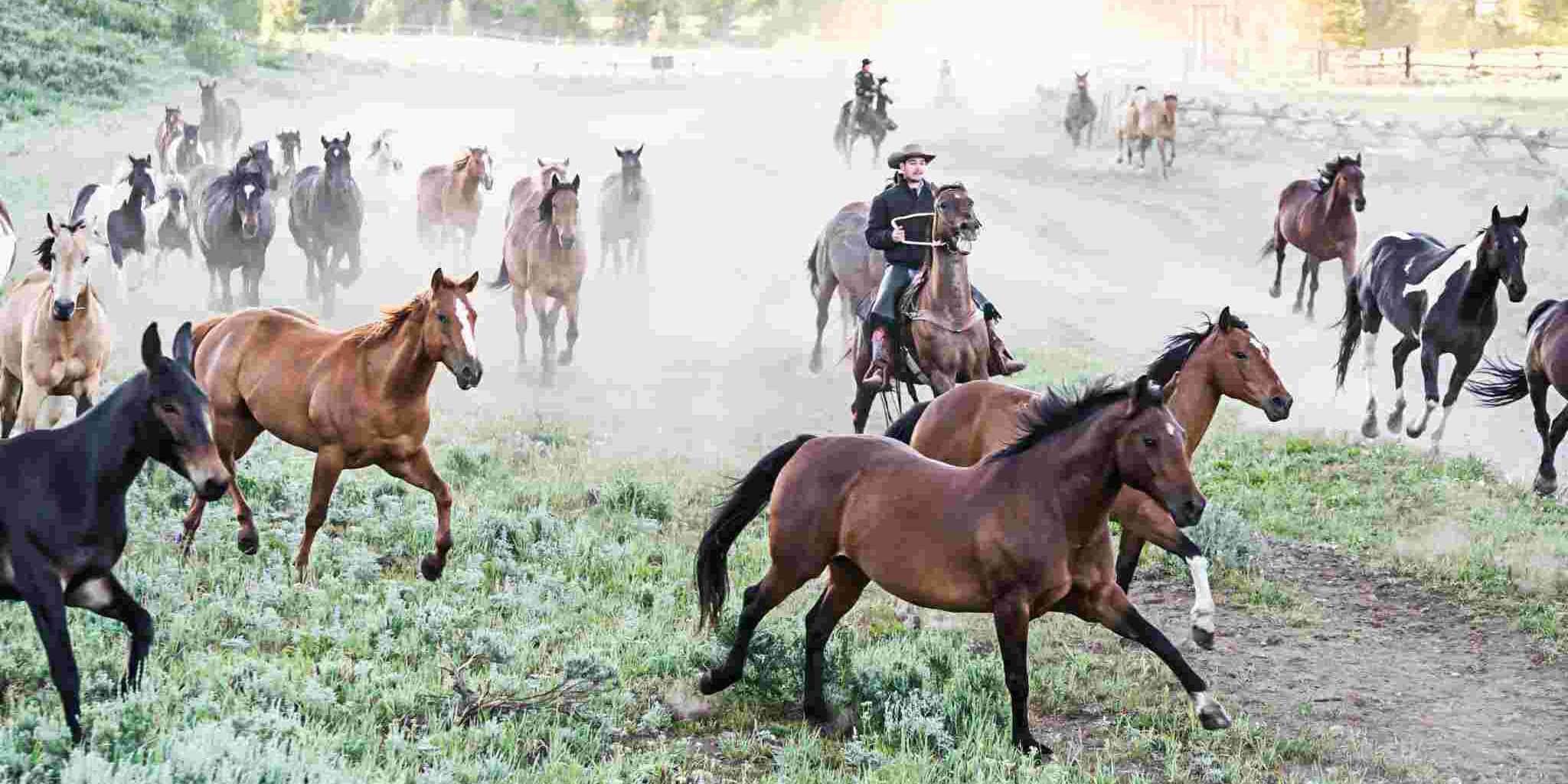 a cowboy roundup at a dude ranch, one of the biggest travel trends of 2026