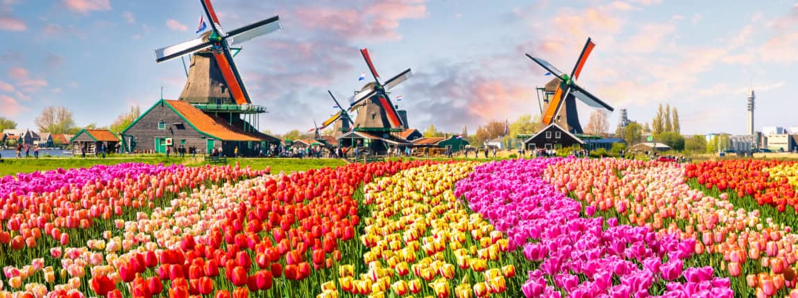Tulip fields and traditional windmills at Keukenhof Gardens in the Netherlands during springtime, showcasing vibrant colors and Dutch cultural heritage.