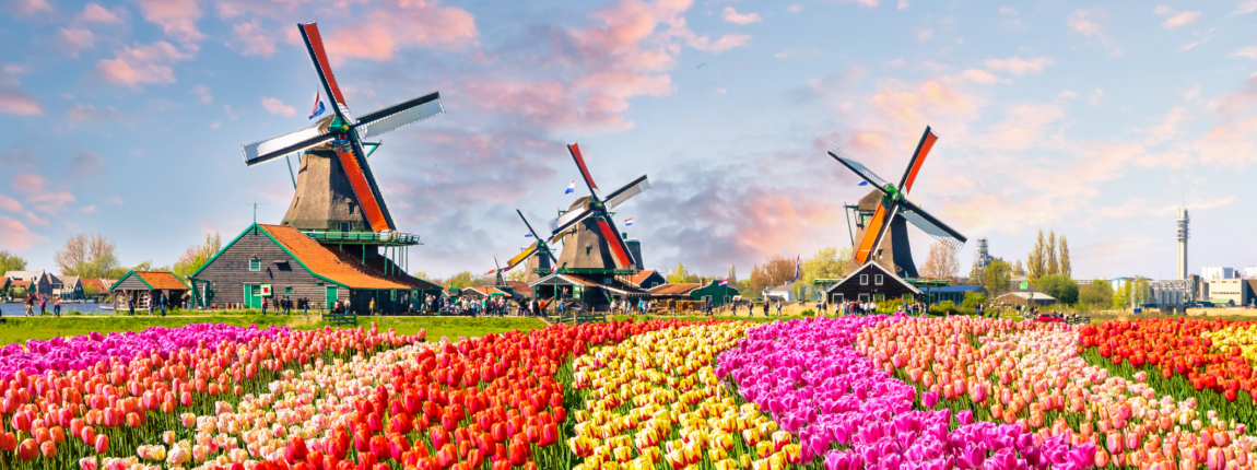 Tulip fields and traditional windmills at Keukenhof Gardens in the Netherlands during springtime, showcasing vibrant colors and Dutch cultural heritage.