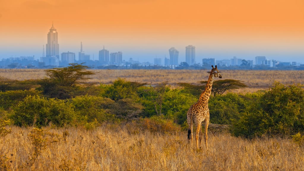 Giraffe in savannah with Nairobi city skyline in the background during sunset, showcasing wildlife conservation and urban development, at ICI 2025 event.