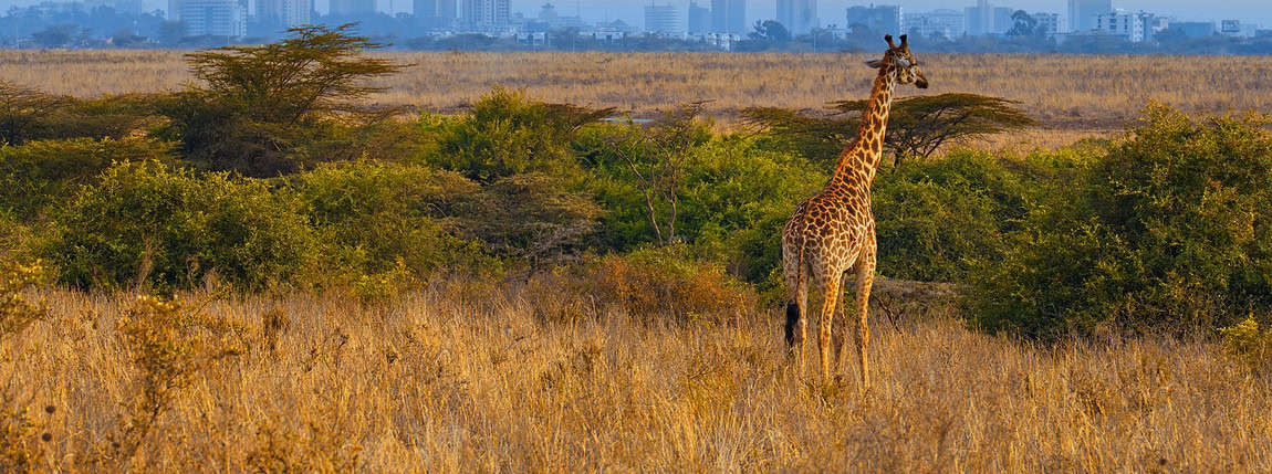 Giraffe in savannah with Nairobi city skyline in the background during sunset, showcasing wildlife conservation and urban development, at ICI 2025 event.
