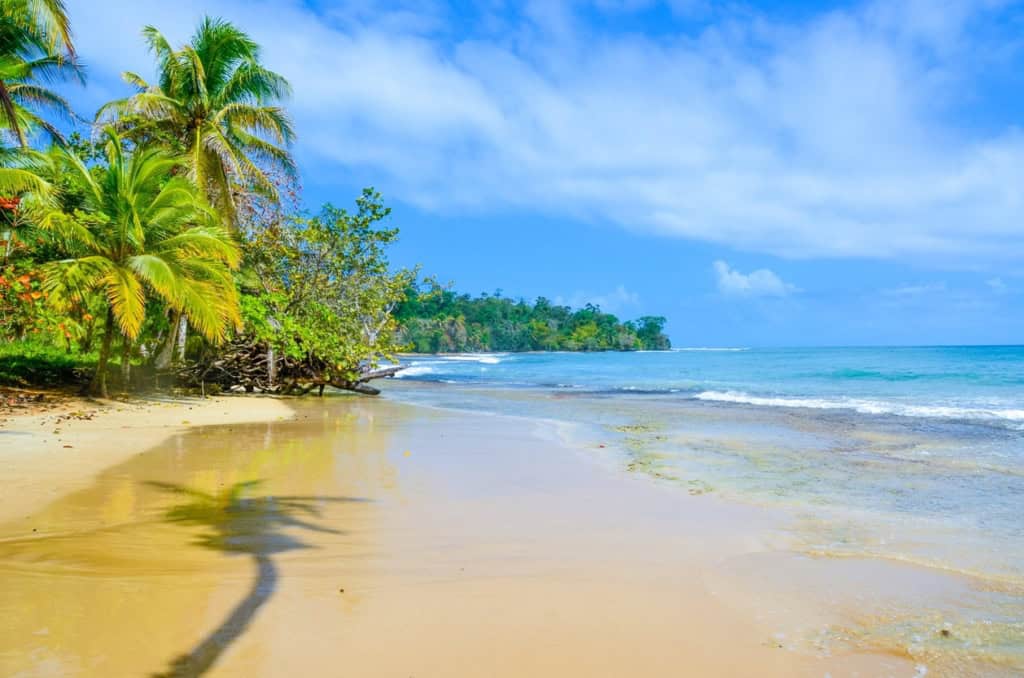Scenic tropical beach scene featuring lush palm trees, pristine white sand, and tranquil turquoise waters under a bright blue sky, ideal for international travel and expatriate lifestyle.
