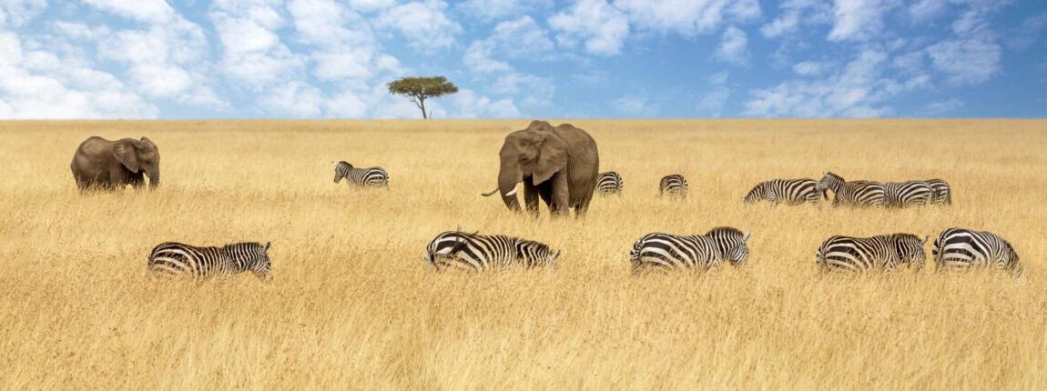 A vast open grassland featuring elephants and zebras, symbolizing international travel and global safety.