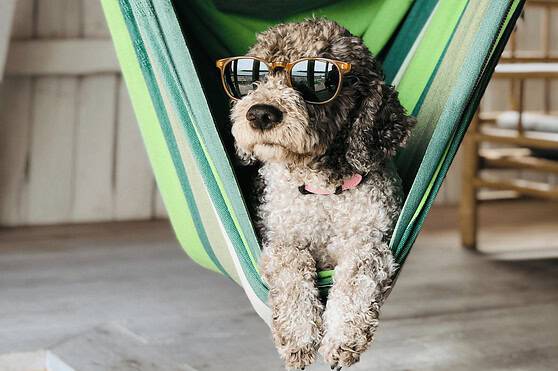 Cute dog wearing sunglasses lounging on a green striped hammock outdoors, enjoying a sunny day at the beach or poolside. Perfect for travel, pet, and lifestyle insurance topics.