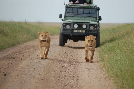 Alt text: Two lions walking on a dirt road near a safari vehicle in a grassy landscape, capturing wildlife adventure moments.