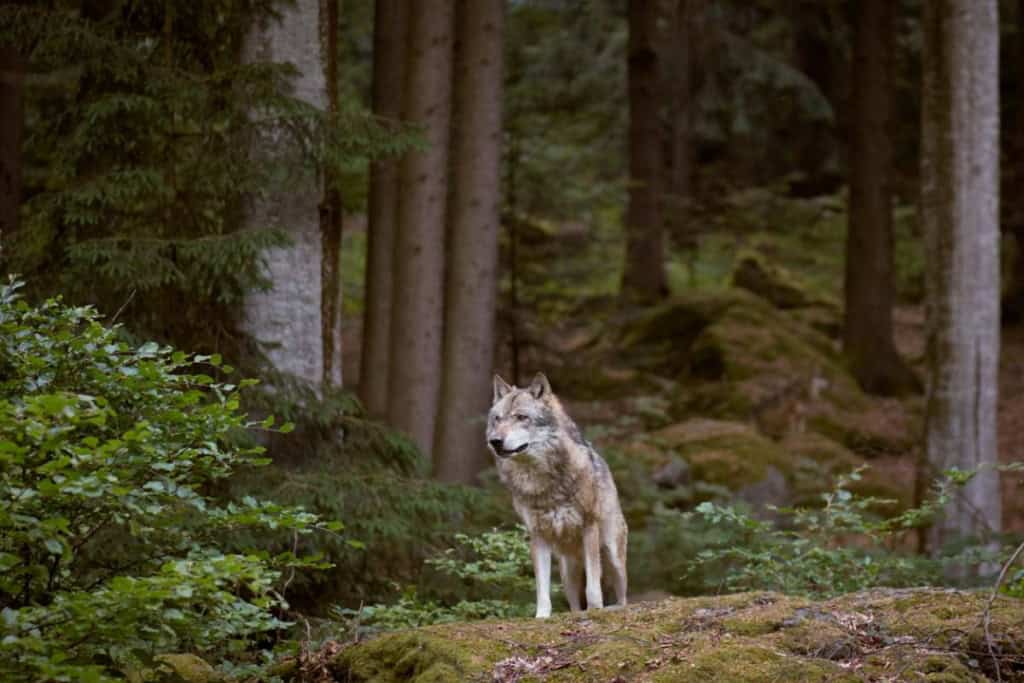 a wild wolf in a forest in Germany, indicating the need to follow safety tips and buy travel insurance for Germany