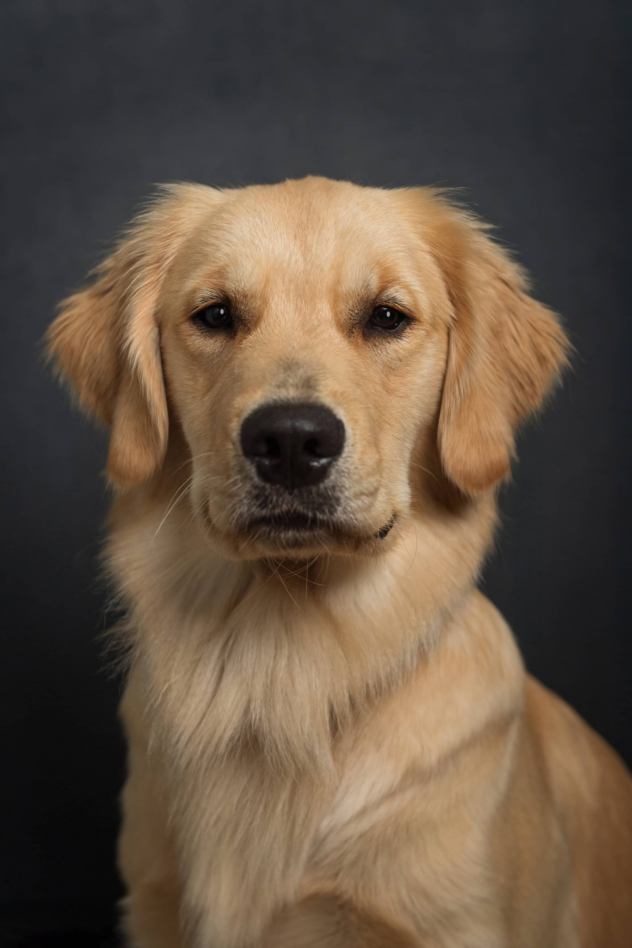 millie, a beautiful golden retriever