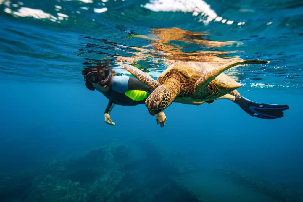 Young woman swimming alongside green sea turtle in Hawaii
