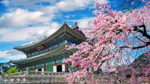 A traditional Korean temple surrounded by vibrant pink cherry blossoms, showcasing cultural heritage and natural beauty on a clear, sunny day.