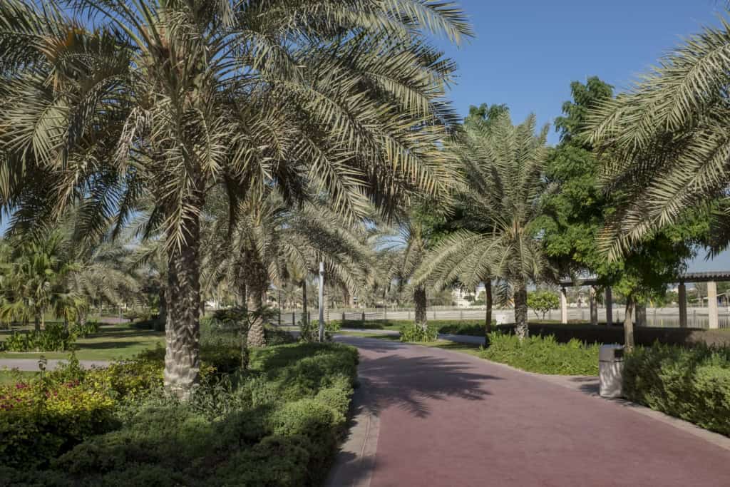 A scenic view of a lush palm garden in Dubai, featuring a paved pathway surrounded by tall palm trees and vibrant greenery, ideal for outdoor relaxation and leisure.