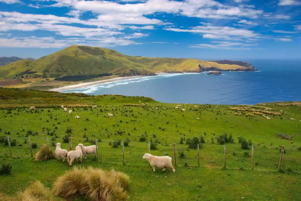 Beautiful coastal landscape in New Zealand with rolling green hills, sheep grazing, and a scenic ocean view. Perfect for expats seeking the best places to live in New Zealand.