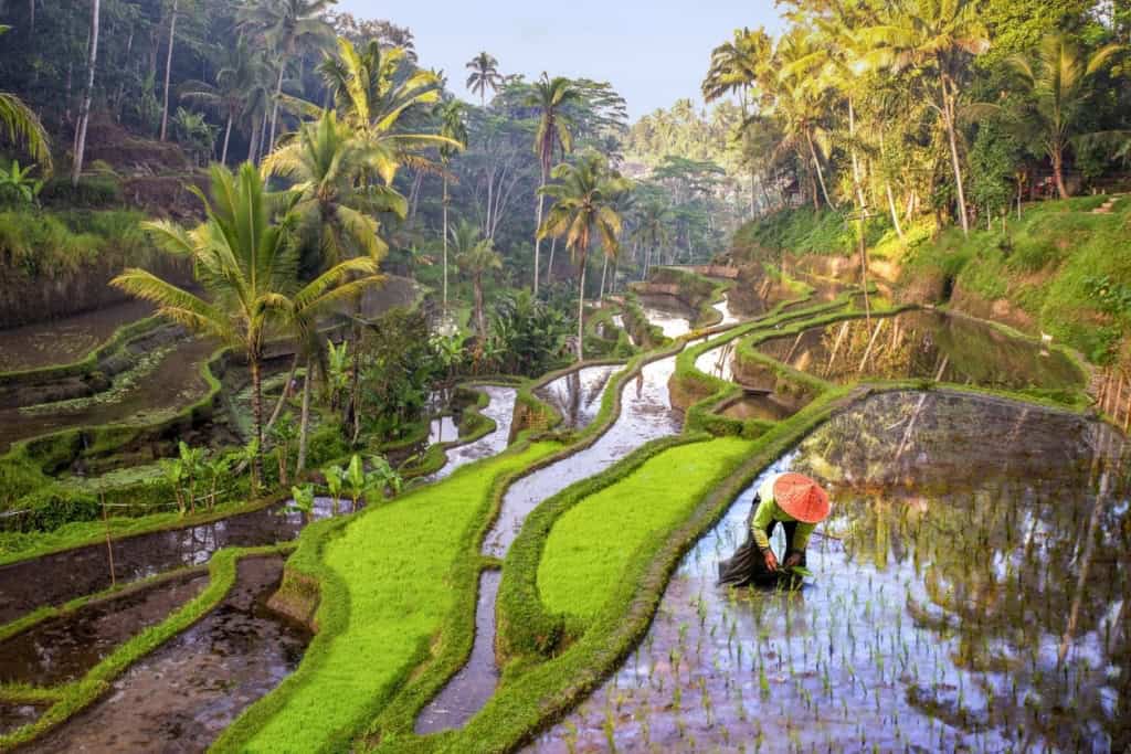 Scenic view of lush rice terraces in Indonesia with a farmer working in flooded fields under a colorful umbrella. Perfect for illustrating moving to Indonesia.