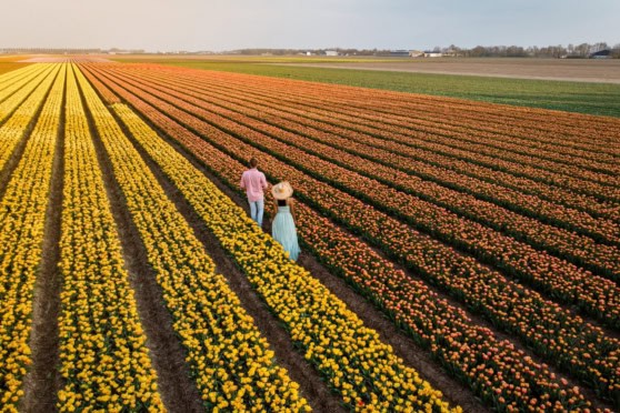 Two people walking through vibrant tulip fields in the Netherlands, showcasing the country's iconic flower landscapes and agricultural beauty.