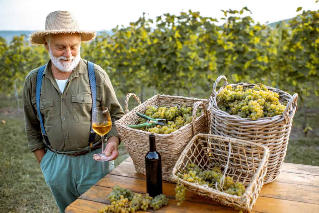 An elderly man enjoying wine and grapes in a vineyard during retirement in Italy.