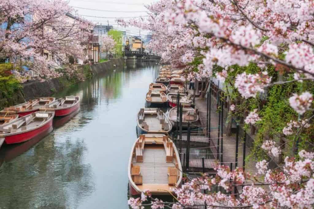Scenic canal in Japan lined with blooming cherry blossoms and traditional boats, showcasing the beauty of Japanese springtime scenery.