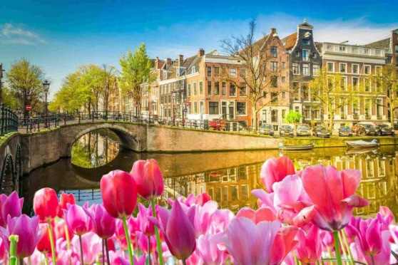 Scenic view of Amsterdam canal lined with historic buildings and blooming tulips in the foreground during springtime.