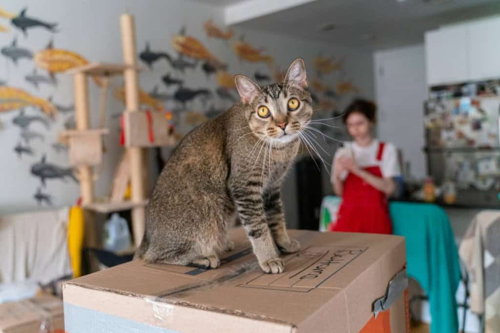 Domestic tabby cat sitting on a cardboard box in a cozy home environment with a woman in the background, showing the process of moving abroad with pets