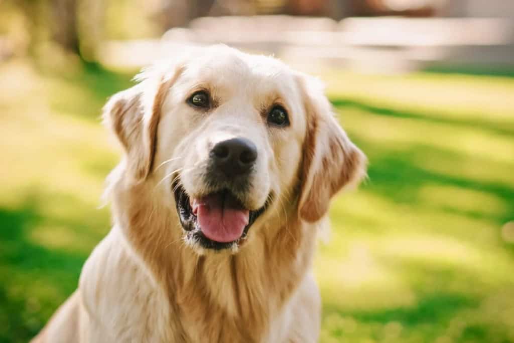 Golden Retriever smiling happily in a lush park setting.