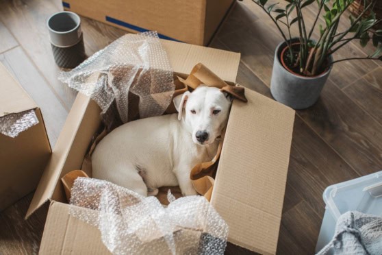 Adorable white puppy sitting inside a cardboard box with packing materials, ready for relocation or travel, in a cozy indoor setting with a potted plant nearby.
