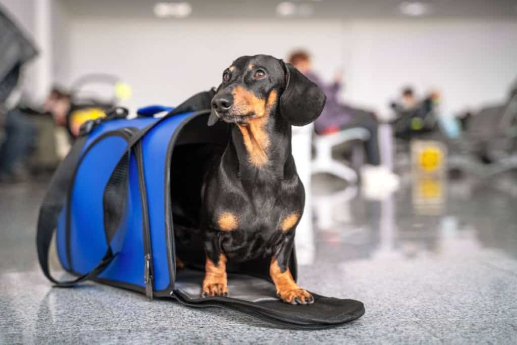 A small black and tan dachshund peeks out of a blue pet carrier on an airport floor, with travelers and luggage in the background, indicating moving abroad with a pet