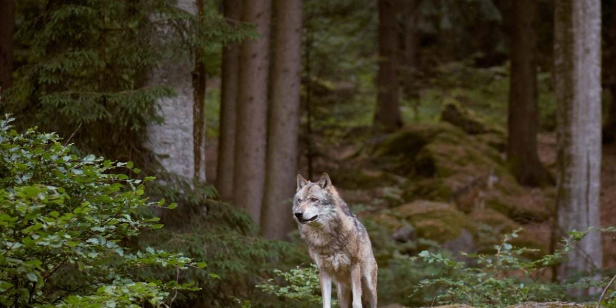 wild-wolf-forest a wild wolf in a forest in Germany, indicating the need to follow safety tips and buy travel insurance for Germany
